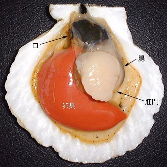 ほたての解剖２