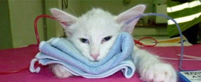 Surdite La Malediction Des Chats Blancs Kedistan