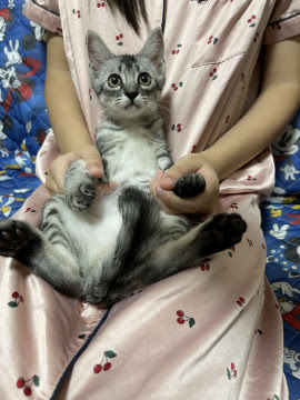 広島県福山市 甘えん坊のサバトラboy 猫の里親募集 ネコジルシ