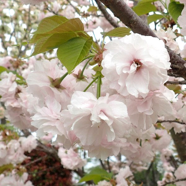 サクラ園芸品種 サトザクラ 川崎みどり研究所