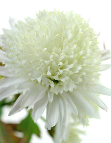 トピックス キクの花は何弁