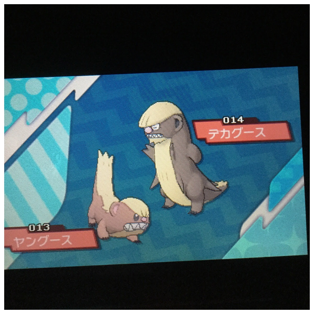 ポケモン 国際孵化で色違い日記 色違いヤングースを求めて