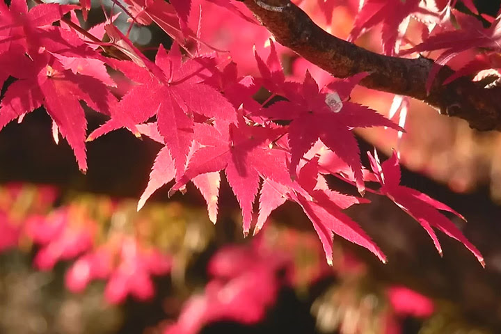 景點 京都御苑紅葉見頃 地方大有古建築及庭園充滿歷史意境 片 劍心 回憶