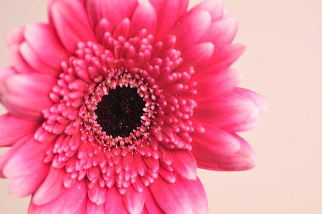 ガーベラ ショッキングピンク 花の図書館