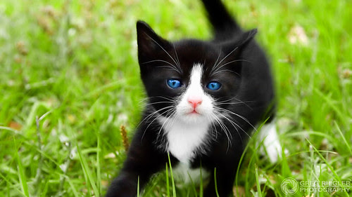 cats
