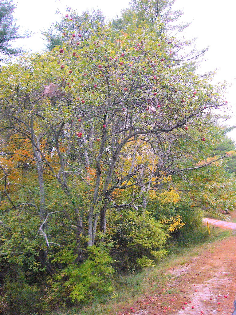 Apples, Wild Crabapples - Eat The Weeds and other things, too