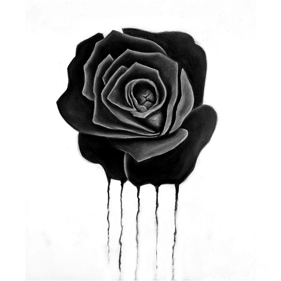 Rose Drawing