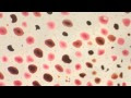 During experiments on the axons of the Woods Hole squid (loligo pealei), we tested our cockroach leg stimulus protocol on the squid's chromatophores.