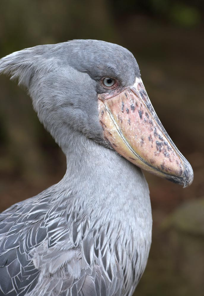 ゆんフリー写真素材集 No 35 ハシビロコウ 日本 静岡