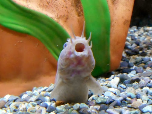 ドジョウのあくび 出目金魚ぶろぐ 楽天ブログ