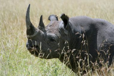 06_Wild_animals_species