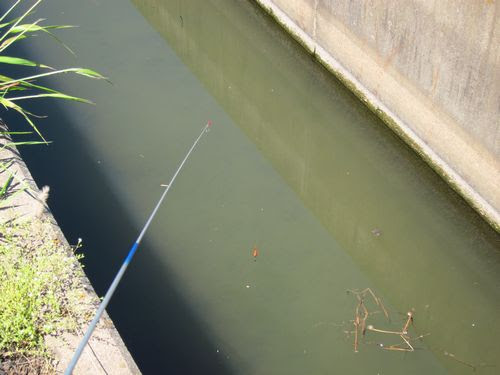 さまよう雨男 マブナ編