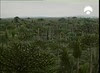 29 Carboniferous coal forest