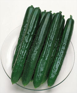 野菜苗 きゅうり 青涼白いぼの販売 通販 5000円以上のお買上げで送料無料 パンジー ビオラ パフィオペディラム 胡蝶蘭 リカステ デンドロビウム 花 花の苗 野菜苗 フラワーギフト ギフトラッピングの通販 ラ フルール