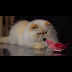 Male Flame Point Himalayan Cat / Himalayan Cat Breed Information : Maybe you would like to learn more about one of these?