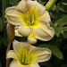 Yellows and Greens