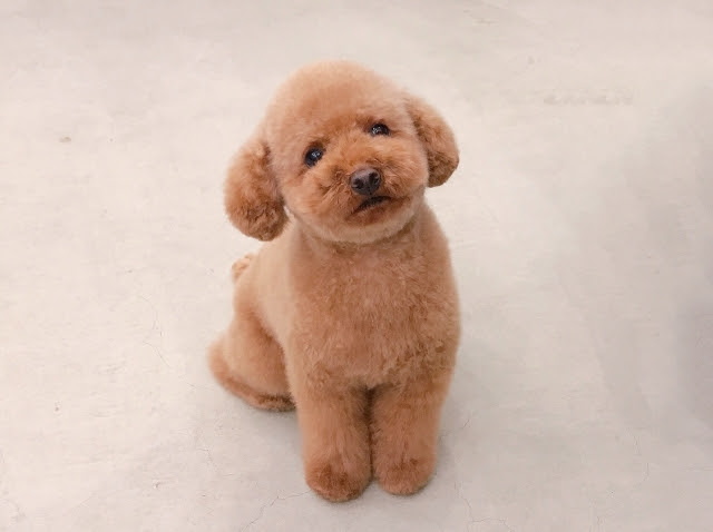 お勧めの垂れ耳犬種5選 垂れ耳の犬を飼うなら 耳の病気に注意です 犬の総合情報サイト ペットスマイルニュースforワンちゃん