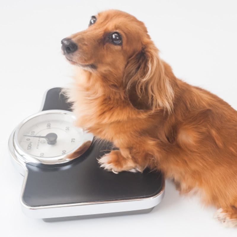 犬のダイエットのやり方は 糖質制限は有効 犬の総合情報サイト ペットスマイルニュースforワンちゃん