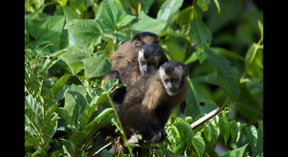 غابات الأمازون المدهشه Monkeys-hanging-out-in-the-Amazonian-jungle.jpg
