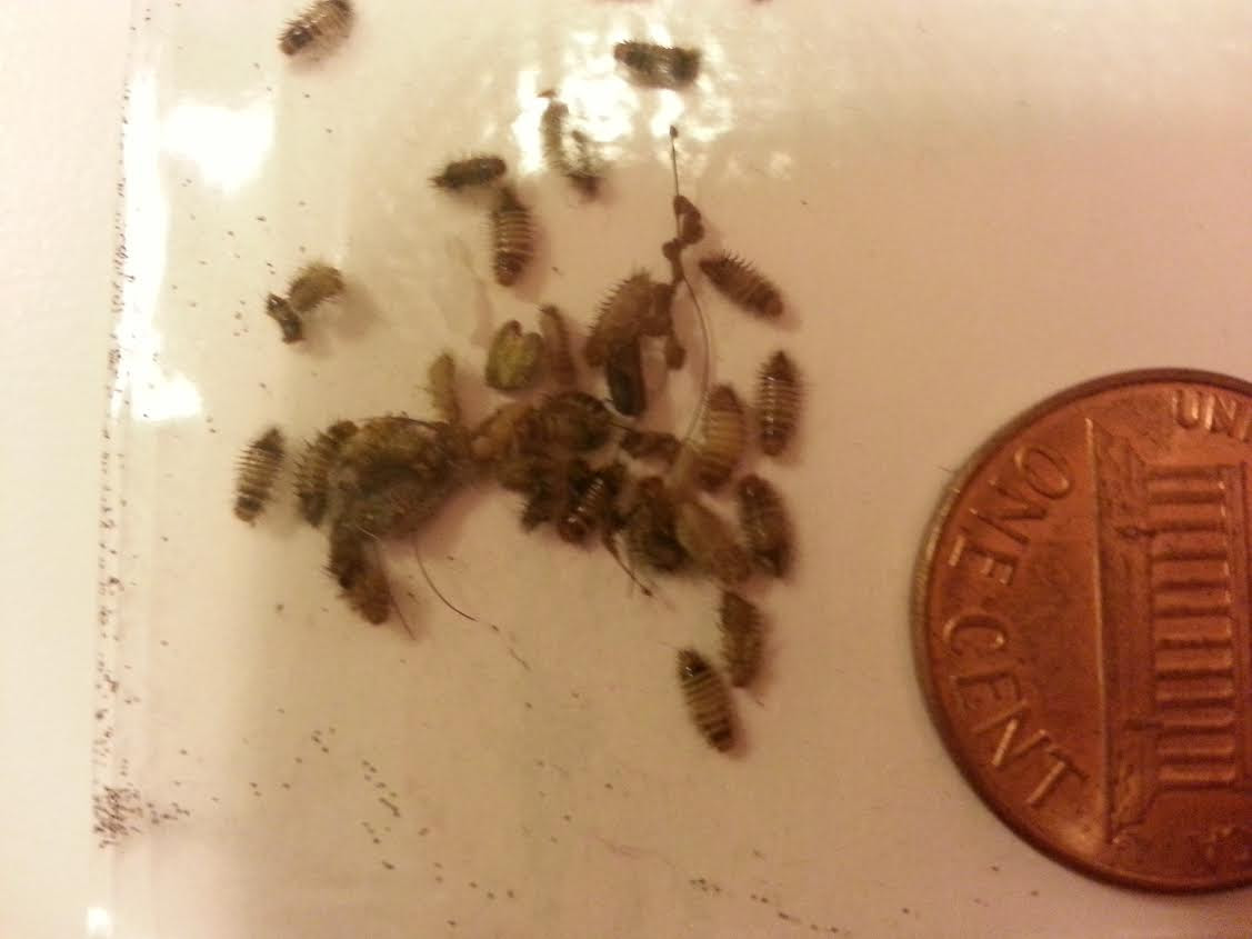 Need ID [a: beetle larvae] Â« Got Bed Bugs? Bedbugger Forums