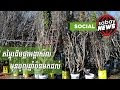 មុន​ចូល​ឆ្នាំ​ចិន​មក​ដល់ មក​ដឹង​​​​​​​តម្លៃ​​​​ដើម​ផ្កា​អង្គា​​សីល​​ដែល​អាច​ថ្លៃ​ដល់​ខ្ទង់​រយ​ដុល្លារ