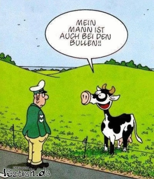 Bullen Bild - lustich.de