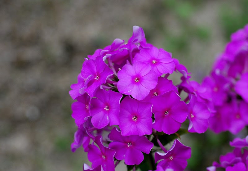オイランソウ 花魁草 トッコス爺の身近な花 虫 鳥 撮り