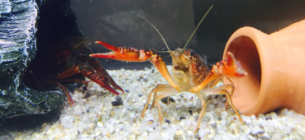 ザリガニの飼育方法について 生き物マスター