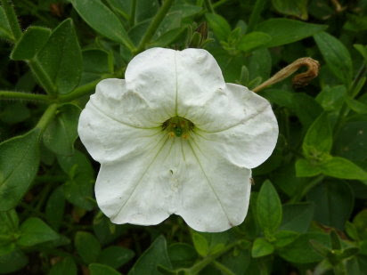 Petunias