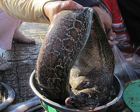  6 người dân ở xã Bình Điền phải nhập viện cấp cứu vì ăn ruột cá chình um măng. Ảnh minh họa.