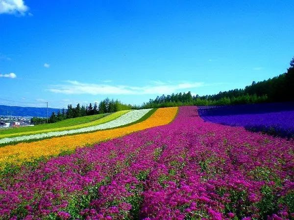 夏の北海道丨有一种浪漫叫富良野的紫色花海 良品志