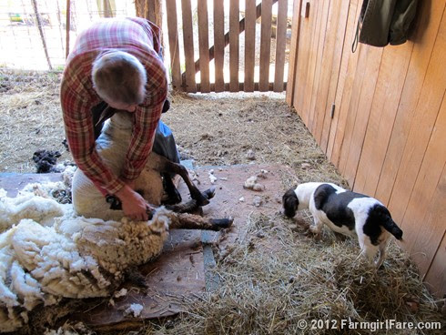 2012 Sheep shearing day 26 - FarmgirlFare.com