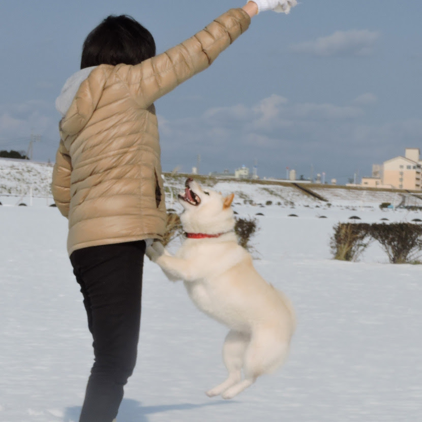 犬の困った行動のひとつ 飛びつき癖 どんなしつけをしたら飛びつかなくなるの