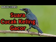 Best Suara Kicauan Burung Cucak Keling Gacor Buat Masteran, terbaru!