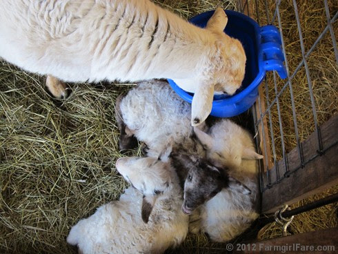 this week's Friday farm fix 3 - FarmgirlFare.com