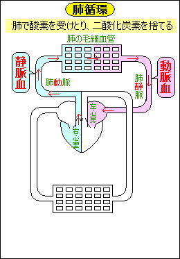 血液の循環