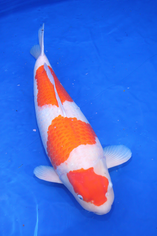 Gosanke Japanese Koi - Kohaku, Showa Sanke and Taisho Sanke