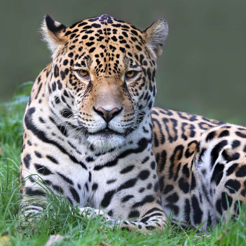 HorÃ³scopo Maia: Jaguar â De 7 de marÃ§o a 3 de abril