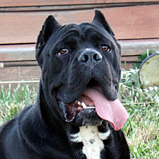 About Time Cane Corso Italiano Ear Crop Information