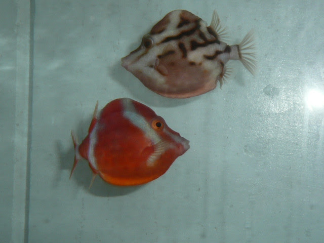 気になる入荷情報 海水魚 海水魚ショップ 海水魚専門店情報