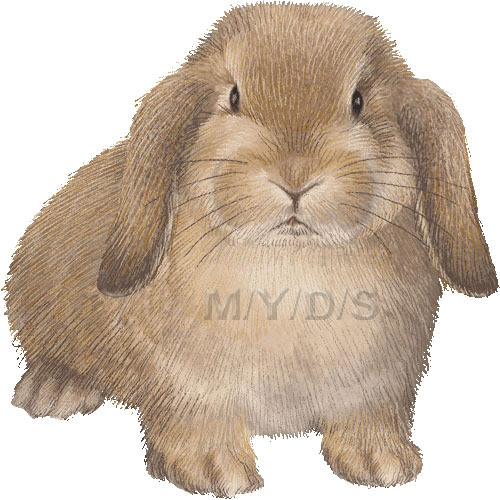ホーランドロップ イヤー ホーランド ロップ ウサギ 兎 うさぎのイラスト 条件付フリー素材集