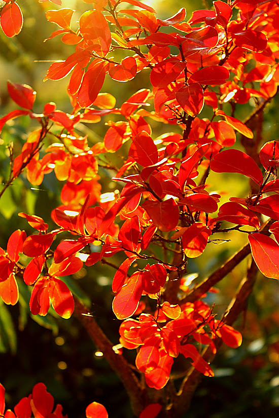 Red tree
