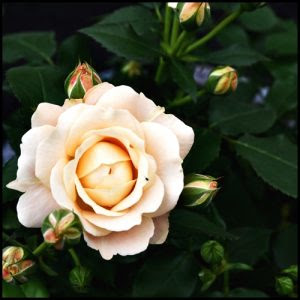 今週のイチオシtreeは 漢字で書くと難しい 女王級の花 柏木植物園