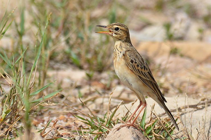 Pipit rousset, Parc national de Ream