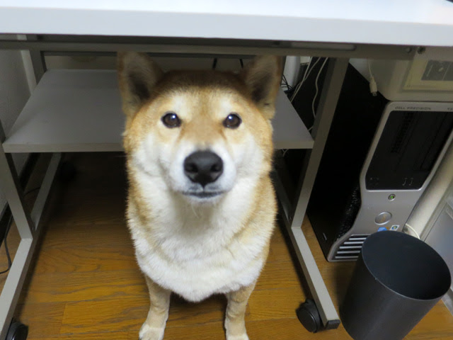 逆くしゃみ が出て ポチの元気がありません 柴犬ポチと五十男