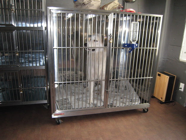 ｉｎ 大型犬用ゲージ Photo Sharing Photozou