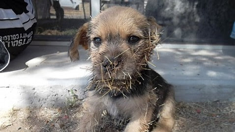 ht cactus jack before ll 120426 wblog Cactus Patch Puppy Rescued and Adopted 