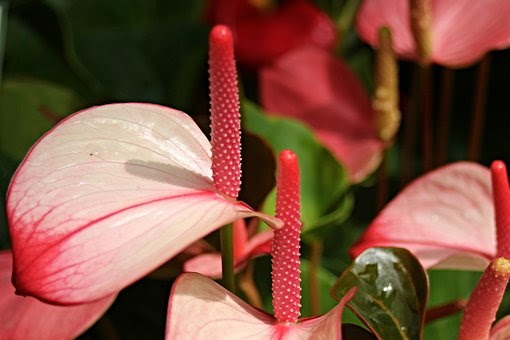 観葉植物のアンスリウムの花言葉の意味は煩悩 由来とは 植物navi