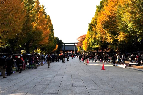 靖国神社 参道 黄葉したイチョウ並木が黄金色に輝くライトアップ 東京撮影スポット