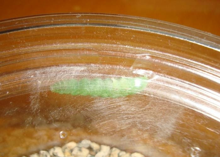 みんな あいしてる 尺取虫さんの成長記録 繭作り 前蛹編